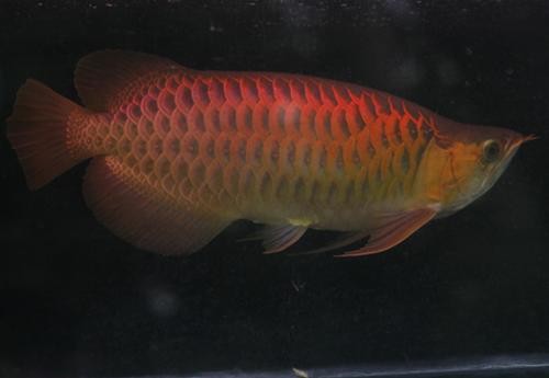 Cá rồng Cá rồng