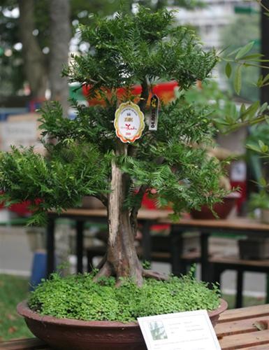 Cây thông đỏ của nghệ nhân Trần Ngọc Thành đoạt giải vàng hạng mục cây quý hiếm Cây thông đỏ của nghệ nhân Trần Ngọc Thành đoạt giải vàng hạng mục cây quý hiếm