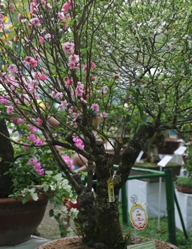 Ngoài giải vàng với cây Phật thủ ghép Thanh yên, nghệ nhân Bùi Văn Lời còn đoạt giải vàng nội dung kiểng ghép với cây đào ghép 4 màu Ngoài giải vàng với cây Phật thủ ghép Thanh yên, nghệ nhân Bùi Văn Lời còn đoạt giải vàng nội dung kiểng ghép với cây đào ghép 4 màu