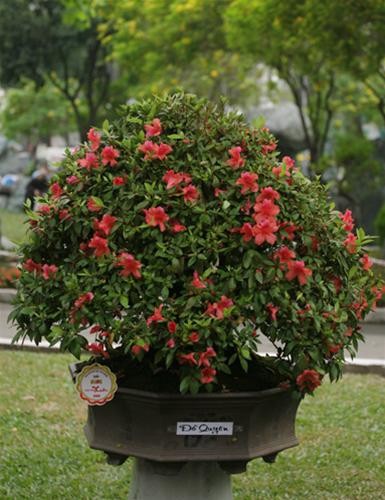 Cùng với cây Bông Xanh, cây Đỗ Quyên cũng đồng đoạt giải vàng ở nội dung hoa ôn đới Cùng với cây Bông Xanh, cây Đỗ Quyên cũng đồng đoạt giải vàng ở nội dung hoa ôn đới