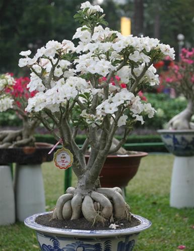 Cây sứ trắng tên Ái Bạch của nghệ nhân Lê Văn Bê đoạt giải vàng nội dung hoa sứ nhỏ. Nội dung hoa sứ lớn không có giải vàng. Tiêu chí để chấm giải Hoa sứ là mật độ hoa, màu sắc, giống mới, kích thước hoa còn củ thân cành phải to, dáng thế đẹp, không bị sâu bệnh, không bị khuyết tật .... Cây sứ trắng tên Ái Bạch của nghệ nhân Lê Văn Bê đoạt giải vàng nội dung hoa sứ nhỏ. Nội dung hoa sứ lớn không có giải vàng. Tiêu chí để chấm giải Hoa sứ là mật độ hoa, màu sắc, giống mới, kích thước hoa còn củ thân cành phải to, dáng thế đẹp, không bị sâu bệnh, không bị khuyết tật ....