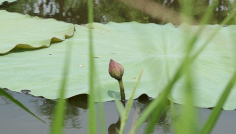 Hồ sen Đình Giàn, Cổ Nhuế đẹp hơn dưới cái nắng cháy da của những ngày tháng sáu. Vươn lên trong ánh nắng hè. Sen Hồ Tây từ lâu đã trở thành chất liệu sáng tác của các nhà nhiếp ảnh. Sen làm mũ đội đầu cho những bạn trẻ có tâm hồn lãng mạn. Những nụ hoa lấp ló sau những lá sen to bản. Lác đác, có những cánh sen rụng về cội. Đài sen là nguồn thu nhập chính của nhiều ngừơi dân trồng sen tại Đình Giàn, Hồ Tây. Hoa sen theo những chiếc xe đạp bình dị xuống phố. Cùng với các loài hoa khác, sen làm từng góc phố Hà Nội thêm màu sắc. Từng bó, từng bó đến tay những người yêu hoa.