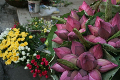 Hồ sen Đình Giàn, Cổ Nhuế đẹp hơn dưới cái nắng cháy da của những ngày tháng sáu. Vươn lên trong ánh nắng hè. Sen Hồ Tây từ lâu đã trở thành chất liệu sáng tác của các nhà nhiếp ảnh. Sen làm mũ đội đầu cho những bạn trẻ có tâm hồn lãng mạn. Những nụ hoa lấp ló sau những lá sen to bản. Lác đác, có những cánh sen rụng về cội. Đài sen là nguồn thu nhập chính của nhiều ngừơi dân trồng sen tại Đình Giàn, Hồ Tây. Hoa sen theo những chiếc xe đạp bình dị xuống phố. Cùng với các loài hoa khác, sen làm từng góc phố Hà Nội thêm màu sắc. Từng bó, từng bó đến tay những người yêu hoa.