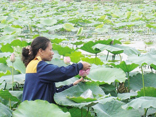 Sen sớm - thú thưởng trà mới lạ ảnh 2