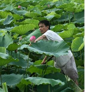 Công việc hái sen bắt đầu từ sáng sớm Công việc hái sen bắt đầu từ sáng sớm