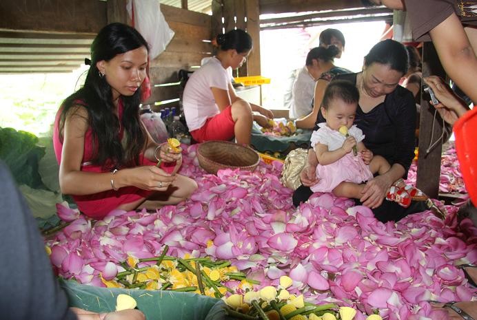 Từ gần 2.000 bông sen,chỉ thu được hơn gần 2 cân “gạo sen” và giá của mỗi cân chè sen có giá vài triệu đồng Từ gần 2.000 bông sen,chỉ thu được hơn gần 2 cân “gạo sen” và giá của mỗi cân chè sen có giá vài triệu đồng