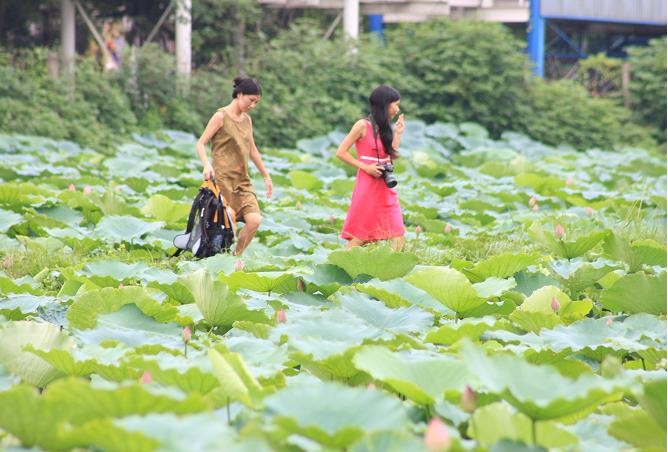 Đầm sen còn là địa điểm thú vị để mọi người đến thưởng sen và chụp ảnh Đầm sen còn là địa điểm thú vị để mọi người đến thưởng sen và chụp ảnh
