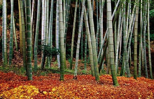 Vòng quanh thế giới vào mùa thu ảnh 2