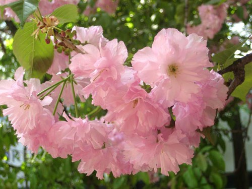 Biểu tượng hòa bình trước dinh Tổng thống. Hoa anh đào vẫn còn nở dù mùa hè đã sang. Bảo tàng dân gian Hàn Quốc. Cung điện Hoàng gia. Cổng vào cung điện. Các hàng cột tại hành lang nối các cung điện. Nội điện, nơi vua ngự triều. Những góc yên tĩnh của cung điện. Hoa tulip được trồng ở nhiều nơi.