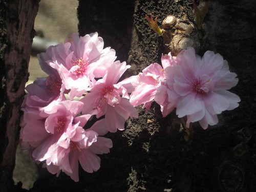 Núi Phú Sỹ vào mùa hoa anh đào. Hoa anh đào soi bóng bên hoàng cung Nhật Bản. Cố đô Nara dưới bóng hoa anh đào. Cảnh ở Heijo. Những ngôi nhà cổ ở Kyoto. Những hàng hoa anh đào ở Osaka. Tại lâu đài hạc trắng. Hoa anh đào có ba màu đỏ, hồng, trắng.