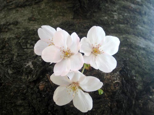 Núi Phú Sỹ vào mùa hoa anh đào. Hoa anh đào soi bóng bên hoàng cung Nhật Bản. Cố đô Nara dưới bóng hoa anh đào. Cảnh ở Heijo. Những ngôi nhà cổ ở Kyoto. Những hàng hoa anh đào ở Osaka. Tại lâu đài hạc trắng. Hoa anh đào có ba màu đỏ, hồng, trắng.