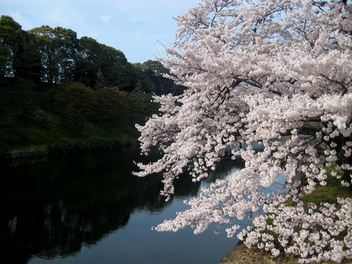 Núi Phú Sỹ vào mùa hoa anh đào. Hoa anh đào soi bóng bên hoàng cung Nhật Bản. Cố đô Nara dưới bóng hoa anh đào. Cảnh ở Heijo. Những ngôi nhà cổ ở Kyoto. Những hàng hoa anh đào ở Osaka. Tại lâu đài hạc trắng. Hoa anh đào có ba màu đỏ, hồng, trắng.