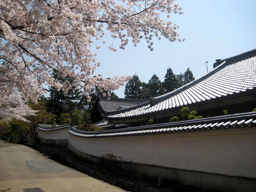 Núi Phú Sỹ vào mùa hoa anh đào. Hoa anh đào soi bóng bên hoàng cung Nhật Bản. Cố đô Nara dưới bóng hoa anh đào. Cảnh ở Heijo. Những ngôi nhà cổ ở Kyoto. Những hàng hoa anh đào ở Osaka. Tại lâu đài hạc trắng. Hoa anh đào có ba màu đỏ, hồng, trắng.