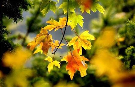 Cảnh sắc mùa thu vàng trên khắp thế giới ảnh 11 muathu 11.jpg