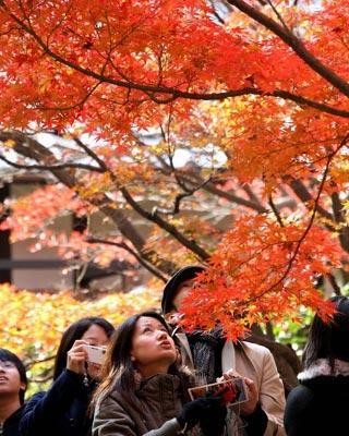 Cảnh sắc mùa thu vàng trên khắp thế giới ảnh 13 muathu 13.jpg