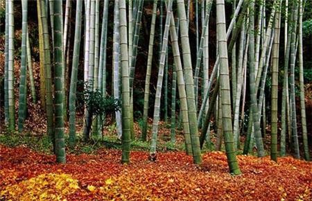 Cảnh sắc mùa thu vàng trên khắp thế giới ảnh 14 muathu 14.jpg