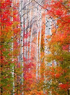 Cảnh sắc mùa thu vàng trên khắp thế giới ảnh 17 muathu 17.jpg