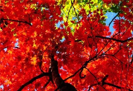 Cảnh sắc mùa thu vàng trên khắp thế giới ảnh 20 muathu 20.jpg