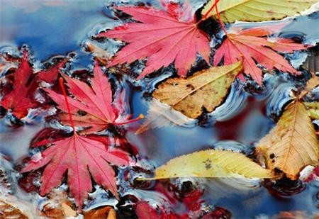 Cảnh sắc mùa thu vàng trên khắp thế giới ảnh 24 muathu 24.jpg