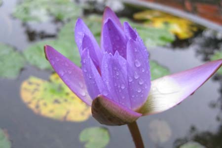 Hoa súng trong sân