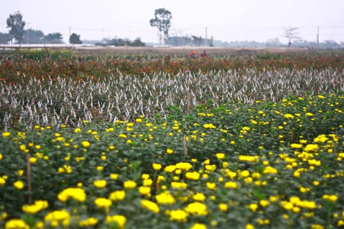 Sắc vàng Tây Tựu ảnh 2