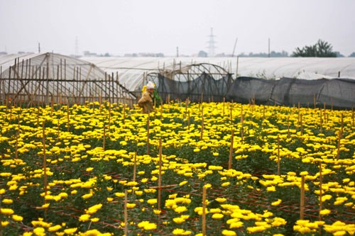 Sắc vàng Tây Tựu ảnh 3