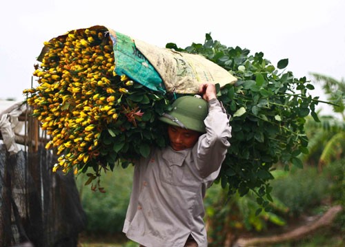 Sắc vàng Tây Tựu ảnh 5