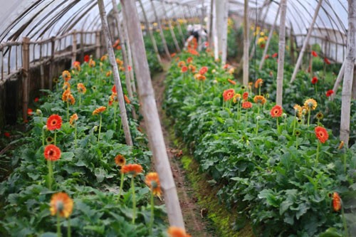 Sắc vàng Tây Tựu ảnh 7