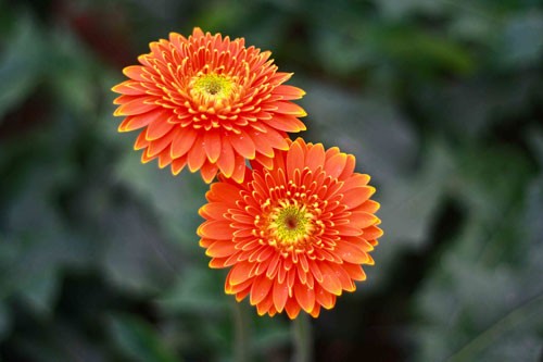 Sắc vàng Tây Tựu ảnh 6