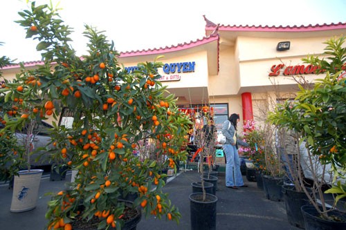 Cali chuẩn bị đón Tết ảnh 9