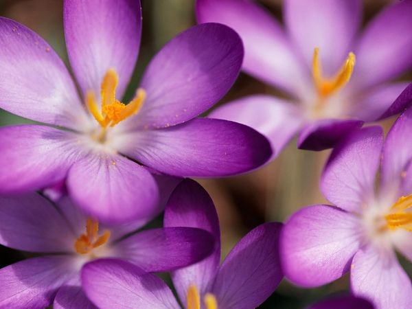 Thiên nhiên diệu kỳ trong sắc tím huyền hoặc ảnh 4