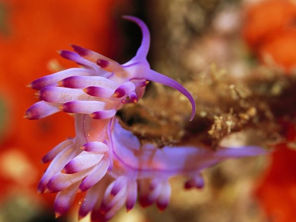 Thiên nhiên diệu kỳ trong sắc tím huyền hoặc ảnh 6