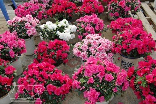 Sắc màu chợ hoa ảnh 3