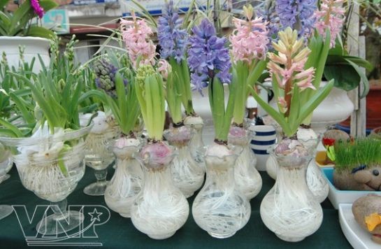 Sắc màu chợ hoa ảnh 4