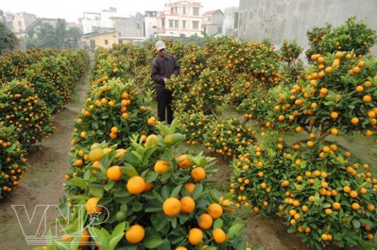 Sắc màu chợ hoa ảnh 6