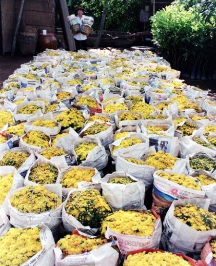 Sắc màu chợ hoa ảnh 8