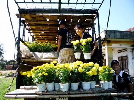 Phù Mỹ rực rỡ mùa hoa vạn thọ ảnh 3