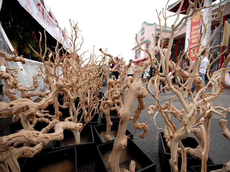 Cây khô có dáng đẹp được bán rất nhiều để ghép với lan… Cây khô có dáng đẹp được bán rất nhiều để ghép với lan…