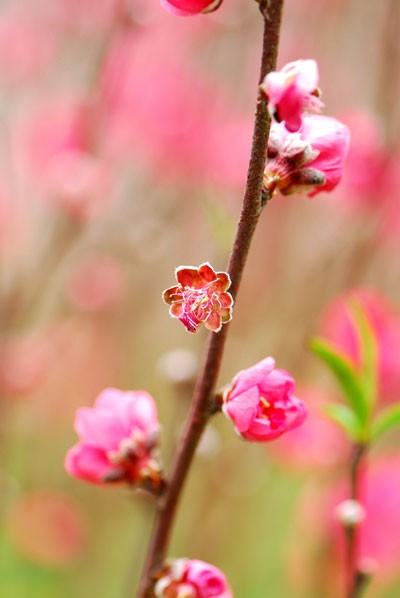 Cuối năm tha thẩn chùa Hương ảnh 2