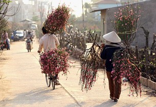 Những vườn đào nở bung dưới ánh nắng và thời tiết nóng như mùa hè. Một gốc đào bích đang nở đẹp nhất, nhưng chưa phải là Tết. Một hình ảnh quen thuộc trên nhiều vườn đào ở Nhật Tân: Những người trồng đào cặm cụi bứt những cánh hoa héo, hoa tàn khỏi cây đào để cho cây khỏi “xuống sắc”. Người nông dân này nói: Đào như thế này nếu để trong nhà thì vẫn đẹp và được lâu; nhưng mà ngoài trời và trước gió thì rụng hết… Đã đến mùa thu hoạch nhưng người trồng đào vẫn chưa thấy được niềm vui. Xe chưa đi mà hoa đã rụng. Rồi đào cũng rời vườn để vào phố, mang theo nỗi buồn, nỗi lo của người trồng, người bán. Những vườn đào nở bung dưới ánh nắng và thời tiết nóng như mùa hè. Một gốc đào bích đang nở đẹp nhất, nhưng chưa phải là Tết. Một hình ảnh quen thuộc trên nhiều vườn đào ở Nhật Tân: Những người trồng đào cặm cụi bứt những cánh hoa héo, hoa tàn khỏi cây đào để cho cây khỏi “xuống sắc”. Người nông dân này nói: Đào như thế này nếu để trong nhà thì vẫn đẹp và được lâu; nhưng mà ngoài trời và trước gió thì rụng hết… Đã đến mùa thu hoạch nhưng người trồng đào vẫn chưa thấy được niềm vui. Xe chưa đi mà hoa đã rụng. Rồi đào cũng rời vườn để vào phố, mang theo nỗi buồn, nỗi lo của người trồng, người bán.
