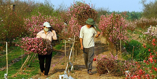 Những vườn đào nở bung dưới ánh nắng và thời tiết nóng như mùa hè. Một gốc đào bích đang nở đẹp nhất, nhưng chưa phải là Tết. Một hình ảnh quen thuộc trên nhiều vườn đào ở Nhật Tân: Những người trồng đào cặm cụi bứt những cánh hoa héo, hoa tàn khỏi cây đào để cho cây khỏi “xuống sắc”. Người nông dân này nói: Đào như thế này nếu để trong nhà thì vẫn đẹp và được lâu; nhưng mà ngoài trời và trước gió thì rụng hết… Đã đến mùa thu hoạch nhưng người trồng đào vẫn chưa thấy được niềm vui. Xe chưa đi mà hoa đã rụng. Rồi đào cũng rời vườn để vào phố, mang theo nỗi buồn, nỗi lo của người trồng, người bán. Những vườn đào nở bung dưới ánh nắng và thời tiết nóng như mùa hè. Một gốc đào bích đang nở đẹp nhất, nhưng chưa phải là Tết. Một hình ảnh quen thuộc trên nhiều vườn đào ở Nhật Tân: Những người trồng đào cặm cụi bứt những cánh hoa héo, hoa tàn khỏi cây đào để cho cây khỏi “xuống sắc”. Người nông dân này nói: Đào như thế này nếu để trong nhà thì vẫn đẹp và được lâu; nhưng mà ngoài trời và trước gió thì rụng hết… Đã đến mùa thu hoạch nhưng người trồng đào vẫn chưa thấy được niềm vui. Xe chưa đi mà hoa đã rụng. Rồi đào cũng rời vườn để vào phố, mang theo nỗi buồn, nỗi lo của người trồng, người bán.
