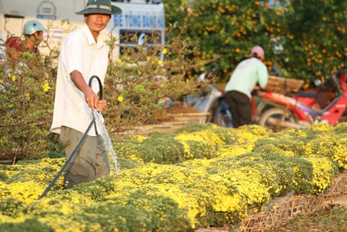 Vào chợ hoa vàng ảnh 5