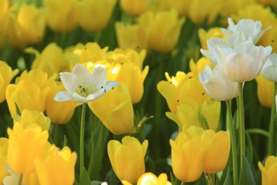 Hội Hoa Xuân lớn nhất ảnh 2