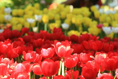 Hội Hoa Xuân lớn nhất ảnh 5