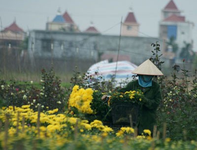 Nhọc lắm làng hoa! ảnh 10 Nhọc lắm làng hoa! ảnh 10