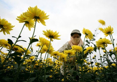 Nhọc lắm làng hoa! ảnh 1 Nhọc lắm làng hoa! ảnh 1