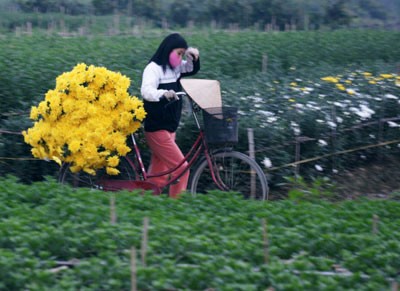 Nhọc lắm làng hoa! ảnh 5 Nhọc lắm làng hoa! ảnh 5