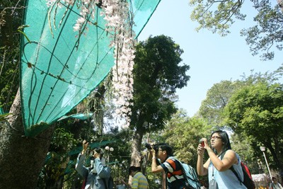 Hội Hoa Xuân lớn nhất ảnh 19