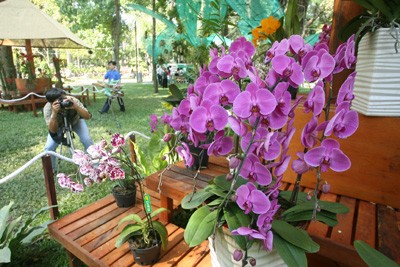 Hội Hoa Xuân lớn nhất ảnh 6