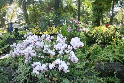 Hội Hoa Xuân lớn nhất ảnh 4